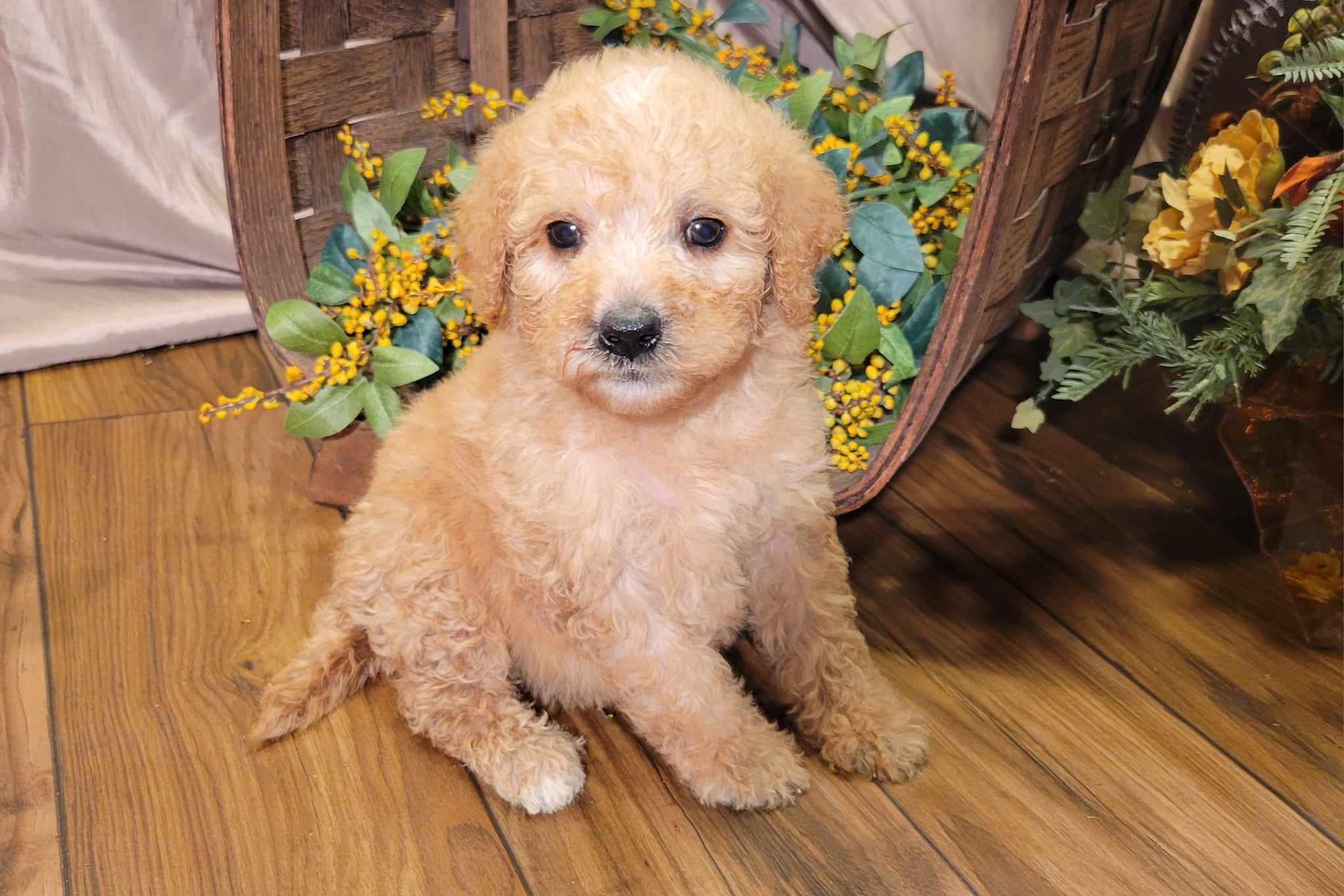 puppy, for, sale, Goldendoodle Mini F1B, Lana  Arnall, dog, breeder, Hartville, MO, dog-breeder, puppy-for-sale, forsale, nearby, find, puppyfind, locator, puppylocator, aca